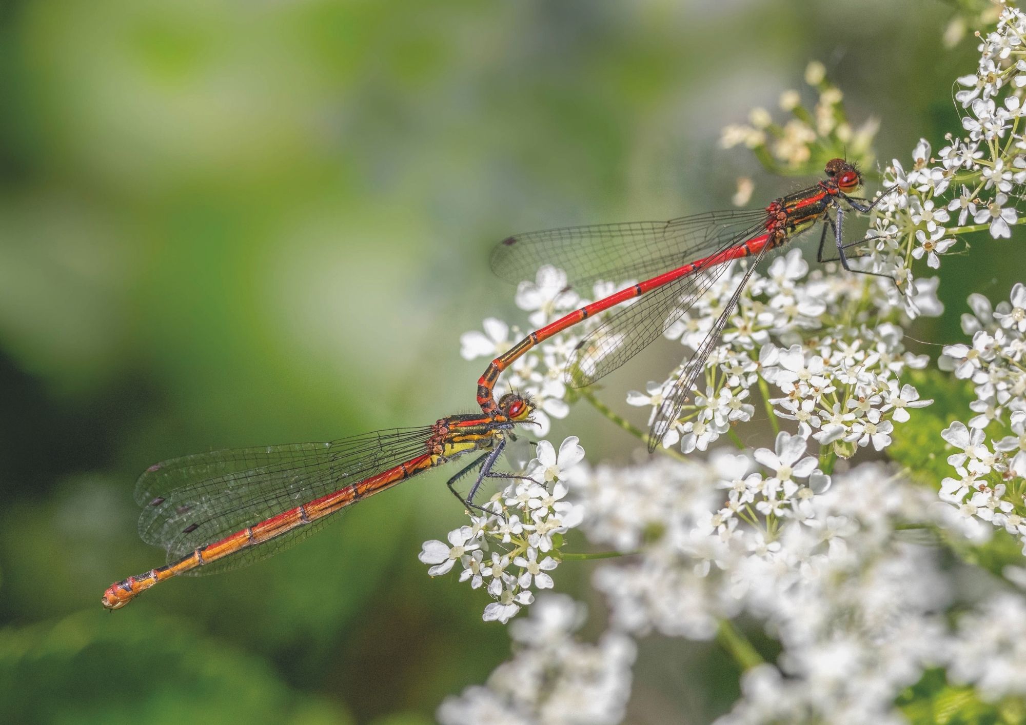 Two large red damselflies on umbelifers of small white flowers are joined as they prepare to mate. The male clasps the female by the neck with his abdominal claspers.