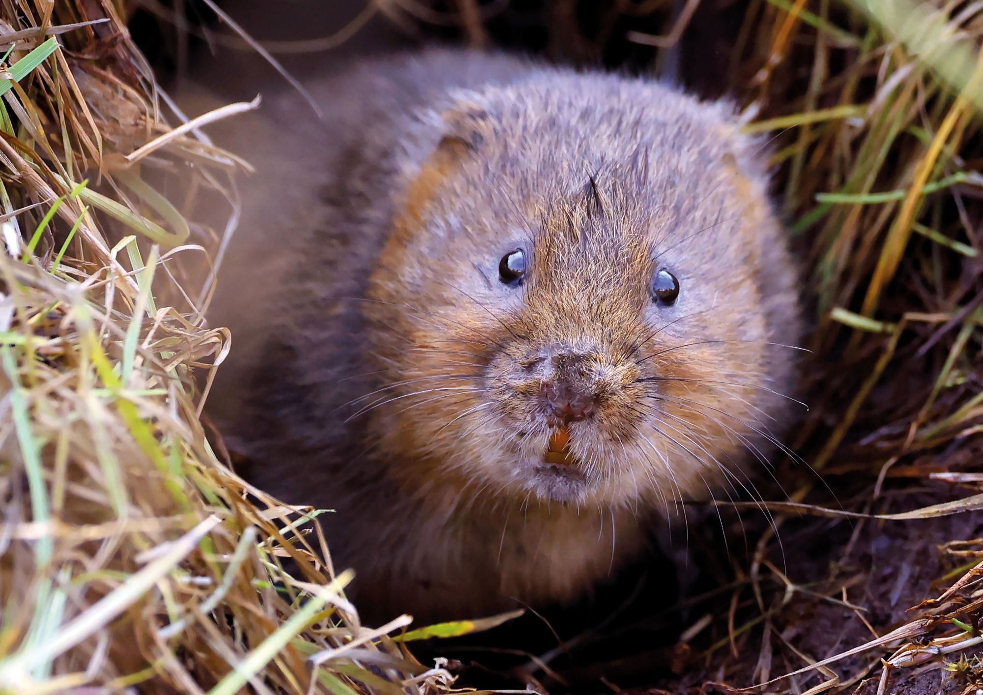 This water vole looks at the camera, almost as if surprised to see you!