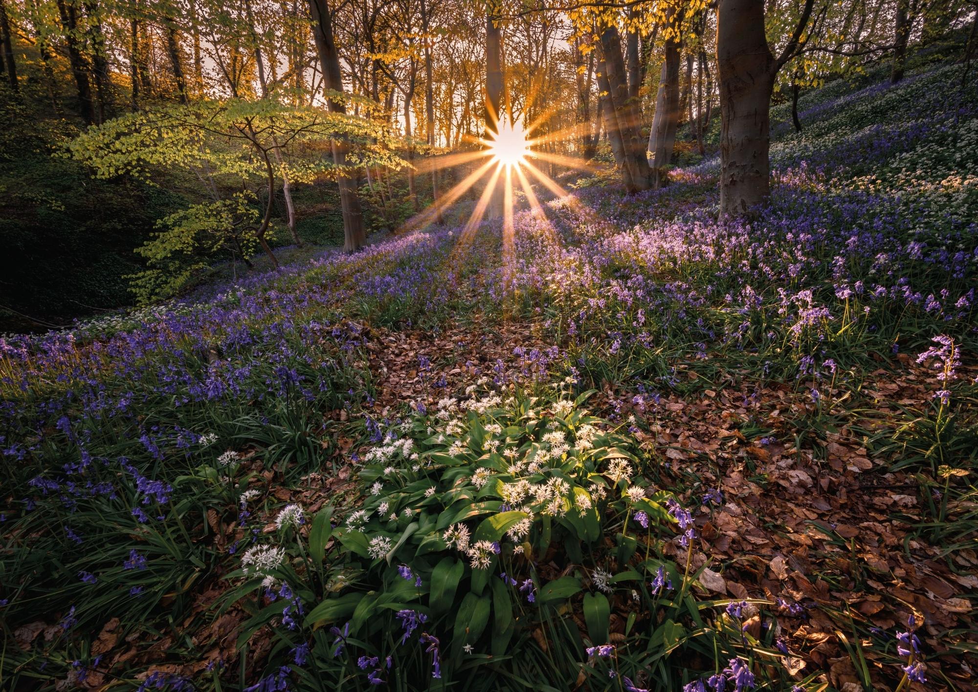 A sunburst shines through the trees of a wood in springtime, illuminating a carpet of purple bluebells and white wild garlic flowers