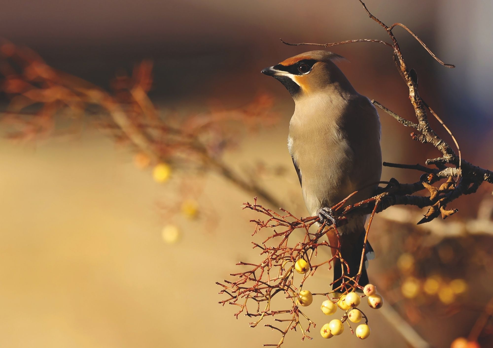 A waxwing sits upon a branch with yellow fruit, almost as if waiting for a dining comapnion. The smudges of yellow and orange around its head are echoed in the background colours
