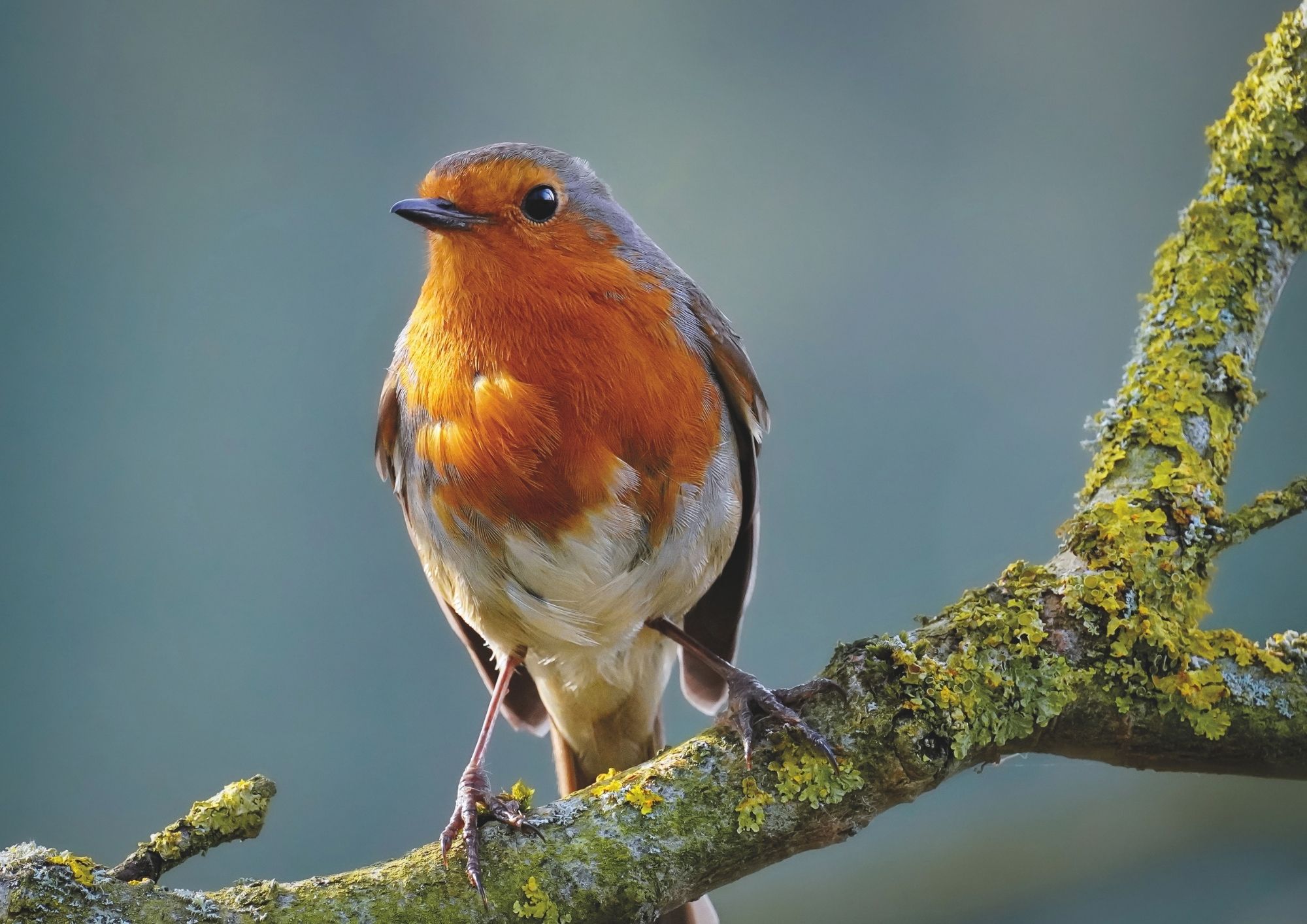 A close-up image of a robin sitting on a lichen covered branch shows the detail of every feather, and a possible reflection of the photographer in its shiny black eye