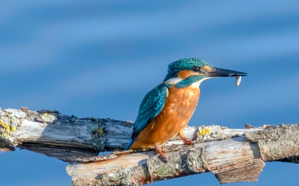 Kingfisher perched on a branch