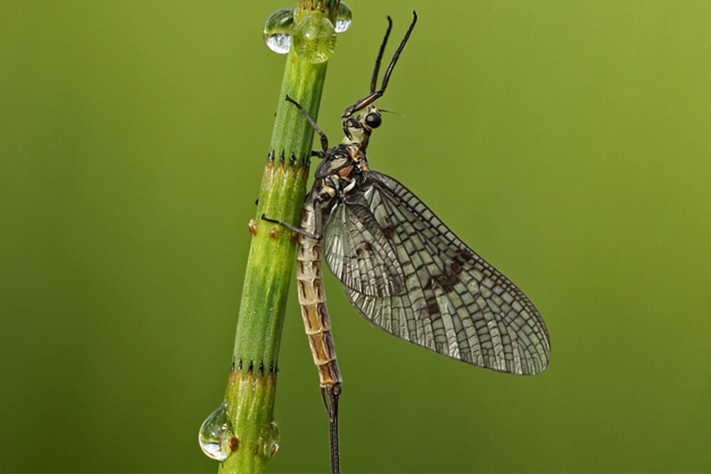 Mayfly