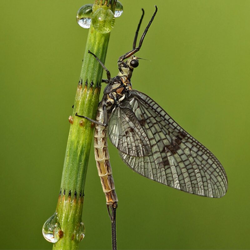 Mayfly