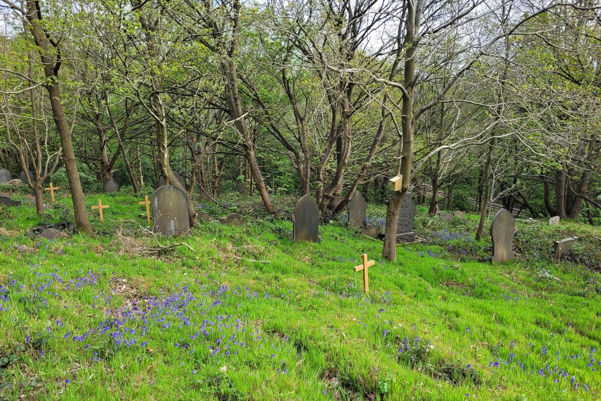 Wardsend Cemetery with crosses and bluebells