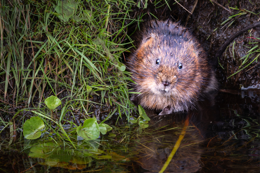 Water vole