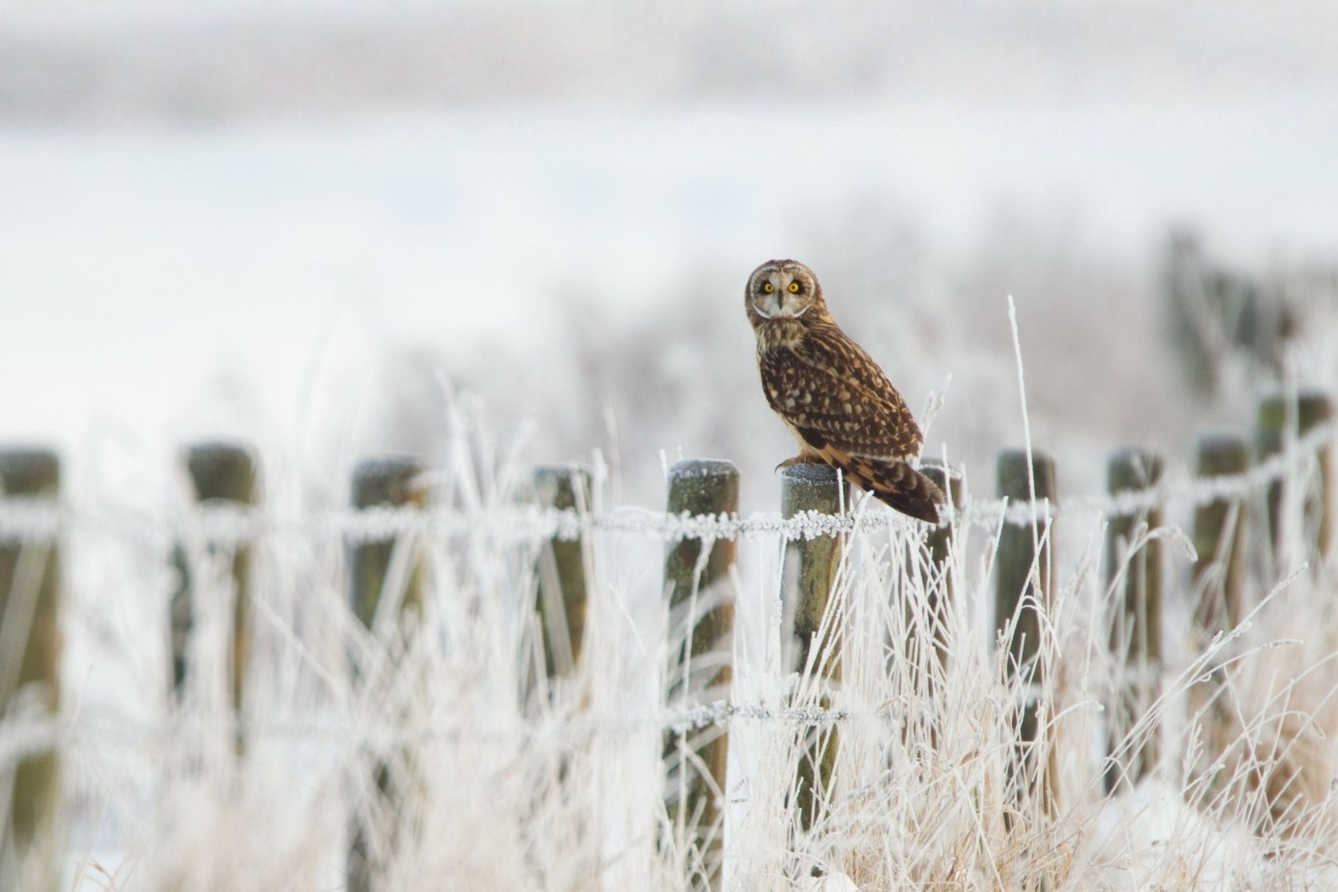 a short-eared owl sitting on a fence in a snowy landscape