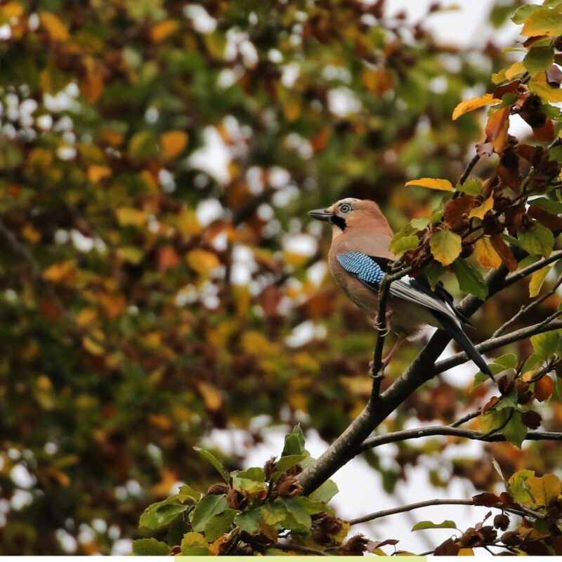 A colourful jay stands on a branch against aumntal foliage