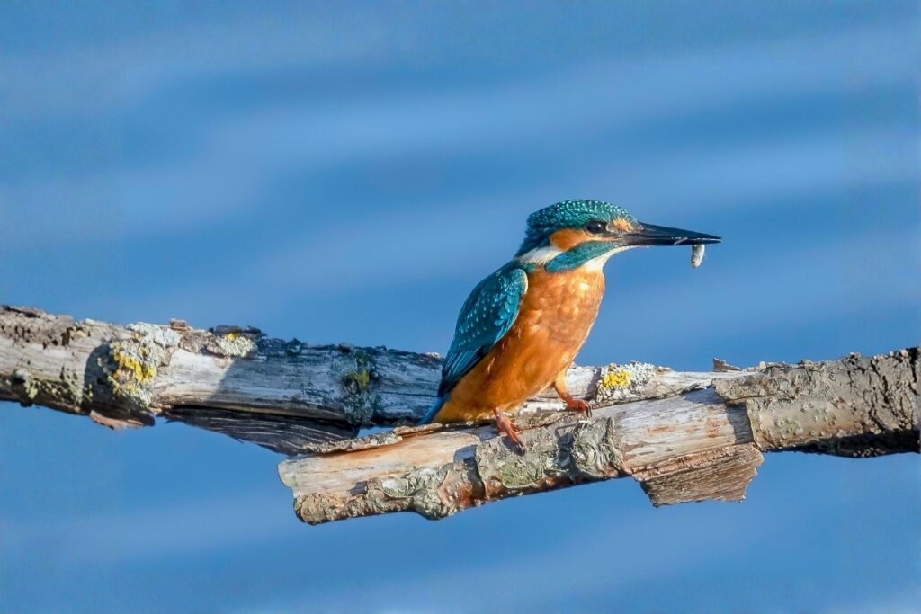 A kingfisher sitting on a branch above a river with a fish i ts beak