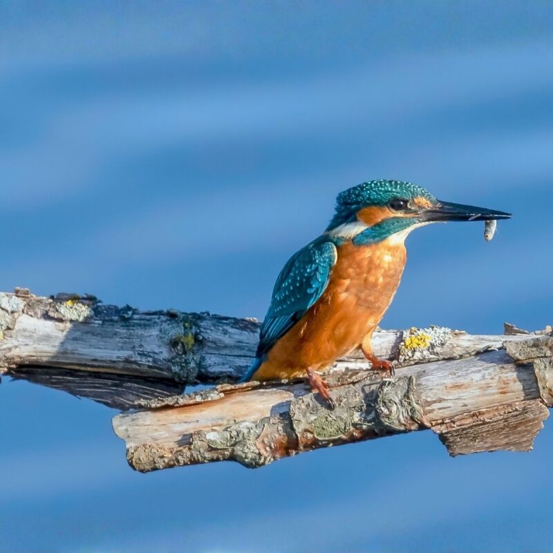 Image of Kingfisher Magazine Reserve