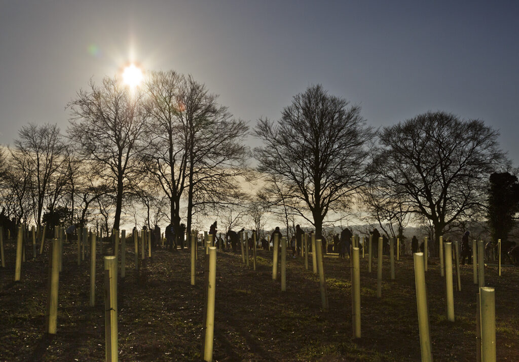 Newly planted trees in a field