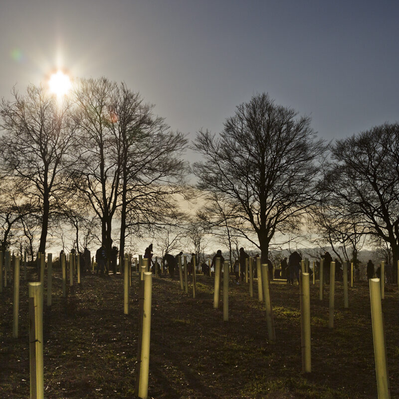 Newly planted trees in a field