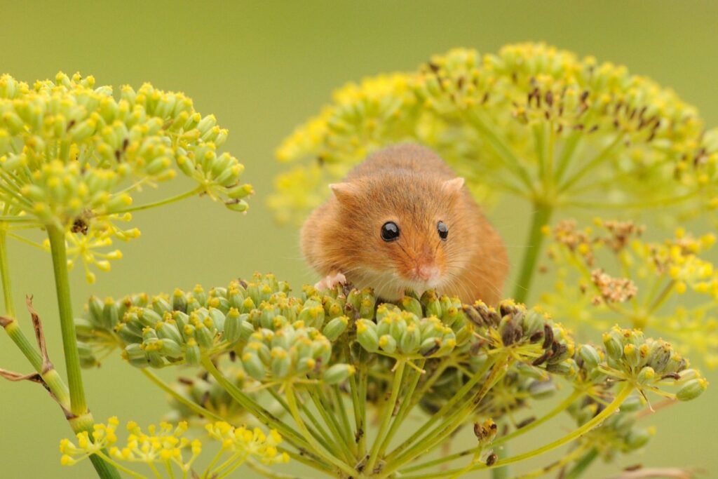 A harvest mouse peeks out from a head of fennel