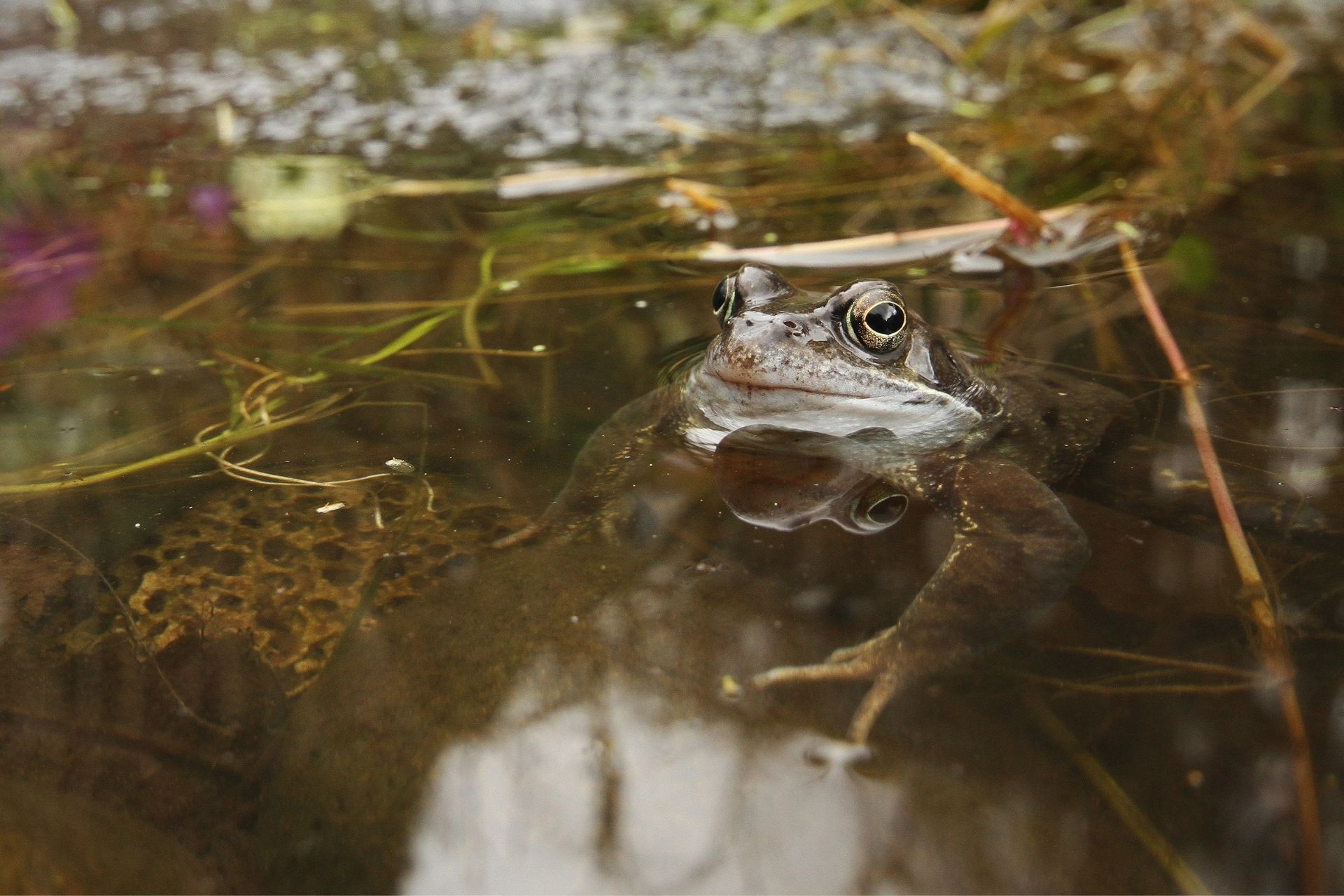 A common frog in a pond