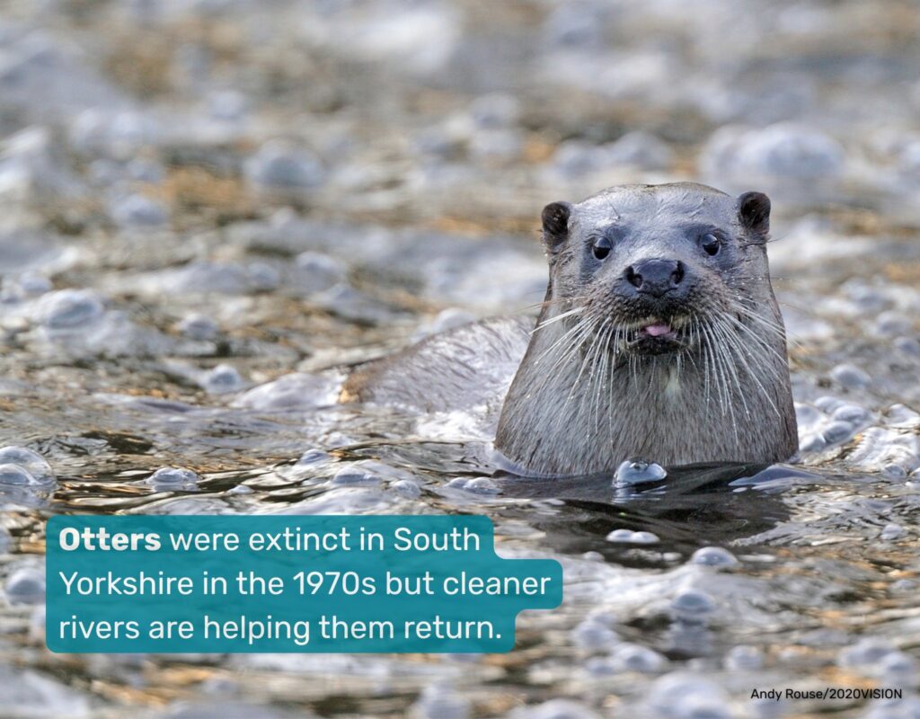 Otter in the water