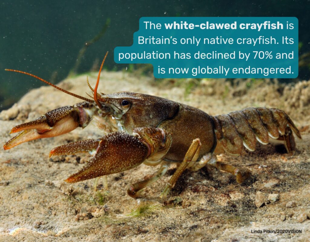 White Clawed Crayfish