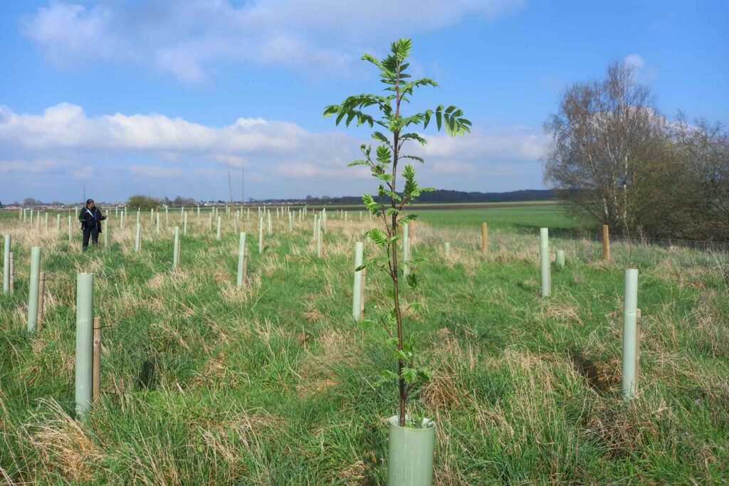 Newly planted trees at a South Yorkshire farm, planted by South Yorkshire woodland partnership
