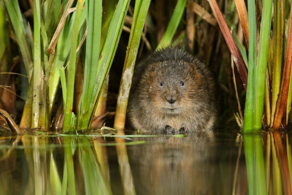 A cute water vole looks at the viewer