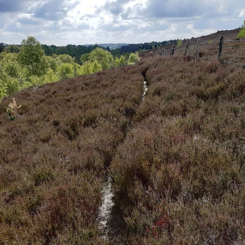 Heathland habitat at Wyming Brook