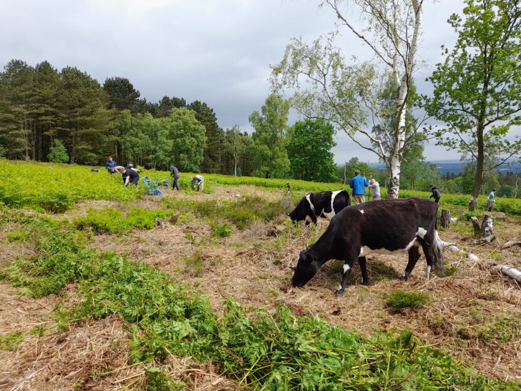 Heathland management at Greno Woods