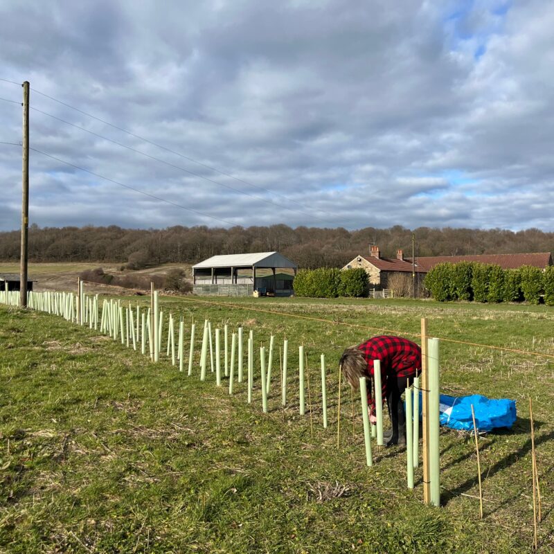South Yorkshire hedgerow planted by landowner