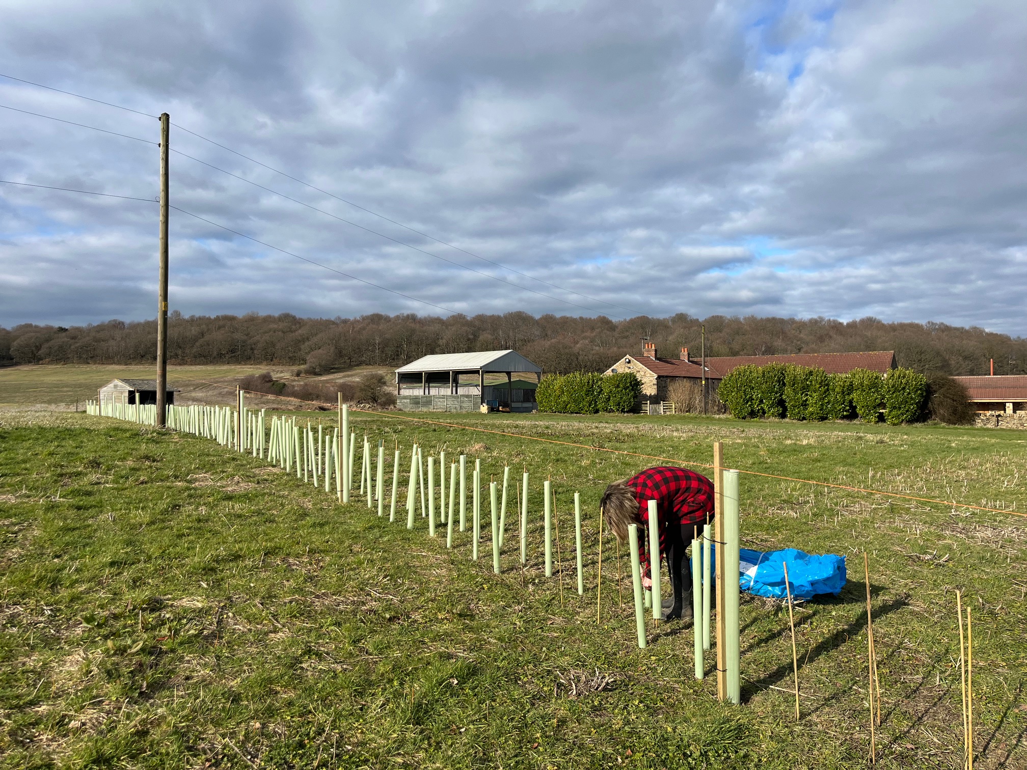 Rooting for Hedgerows:  Over 7km of  New Hedgerows Transforming South Yorkshire