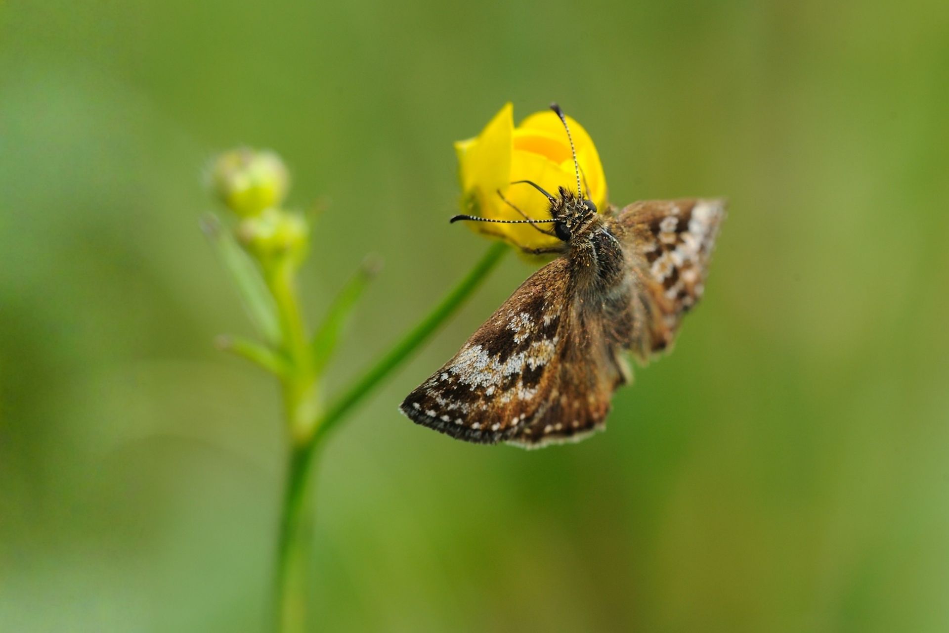 dingy skipper butterfly