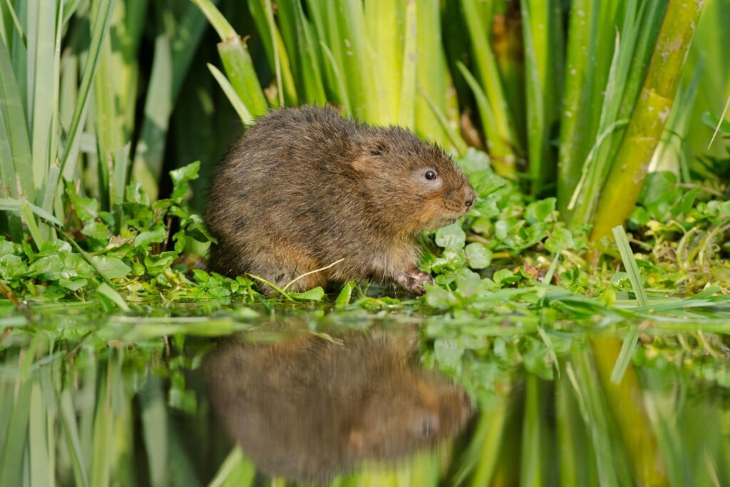 a water vole at the waters edge surrounded by vegetation