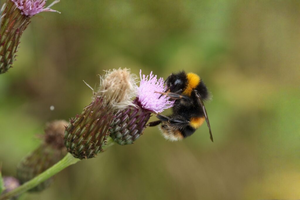 buff tailed bumblebee on knapweed