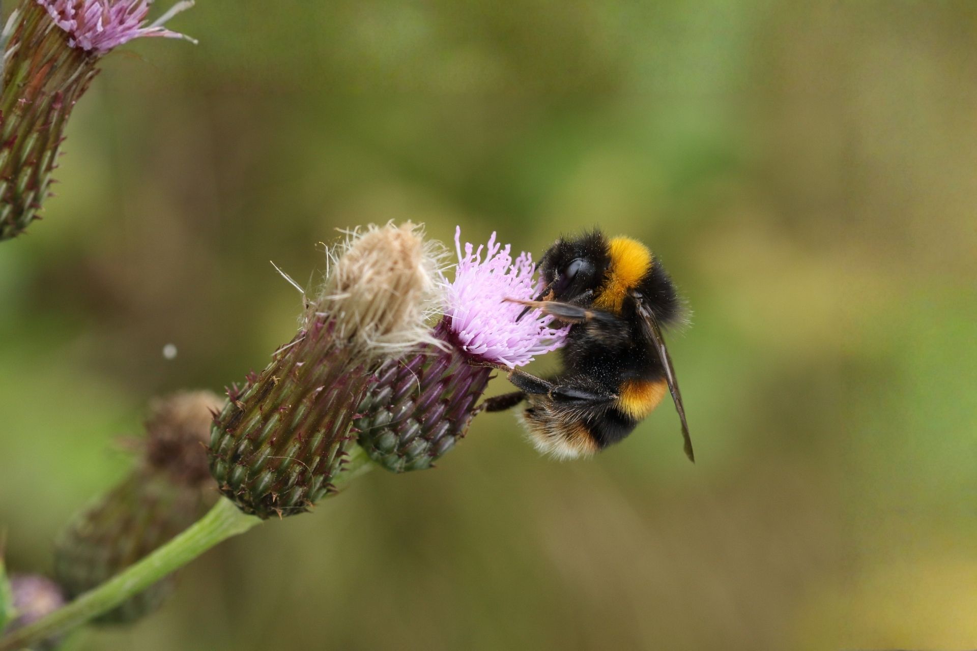buff tailed bumblebee on knapweed