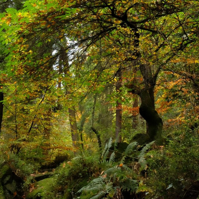 A scwnic view through Wyming Brook nature reserve. A little wilderness on the edge of Sheffield