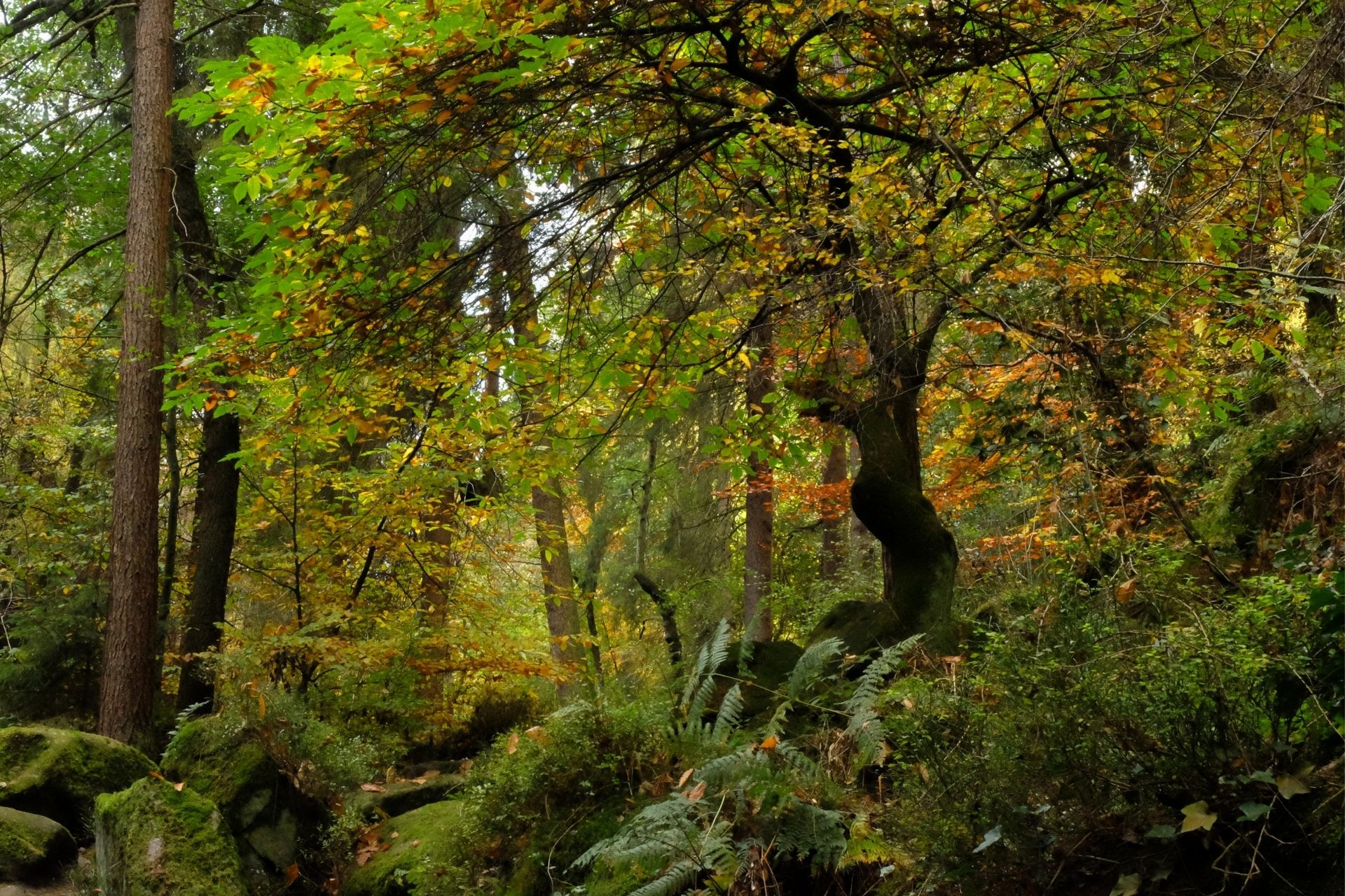 A scwnic view through Wyming Brook nature reserve. A little wilderness on the edge of Sheffield