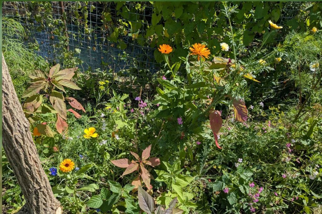 windrush garden in bloom