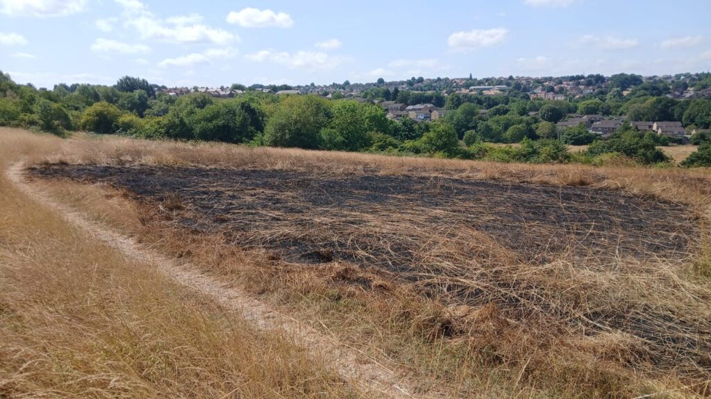 A Burnt meadow after a wildfire at Carbrook Ravine Nature Reserve