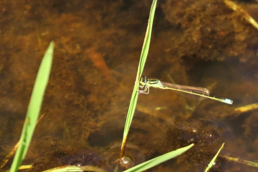 Scarce blue-tailed damselfly Ughill 2026 credit Wendy Birks