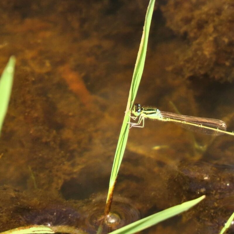 Scarce blue-tailed damselfly Ughill 2026 credit Wendy Birks