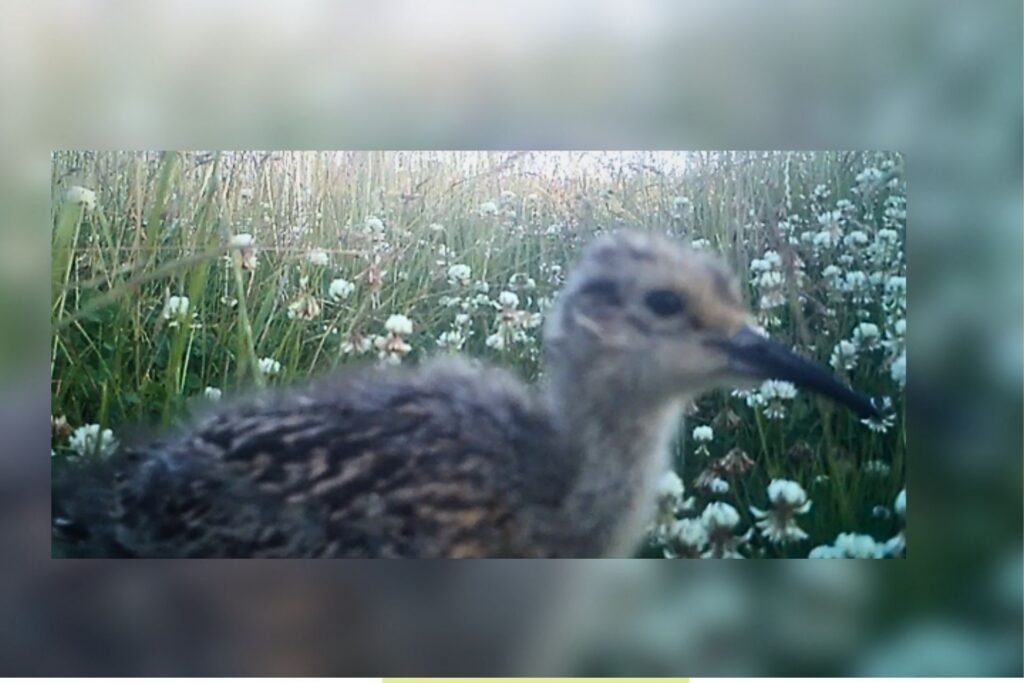 curlew chick caught on trailcam Ughill 2026