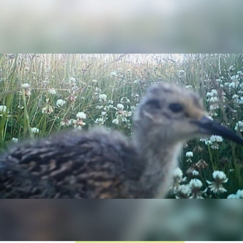 curlew chick caught on trailcam Ughill 2026