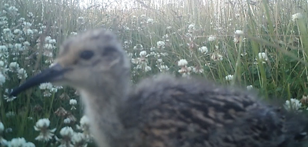 Fledgling curlew caught on a trailcam at Ughill 2026.