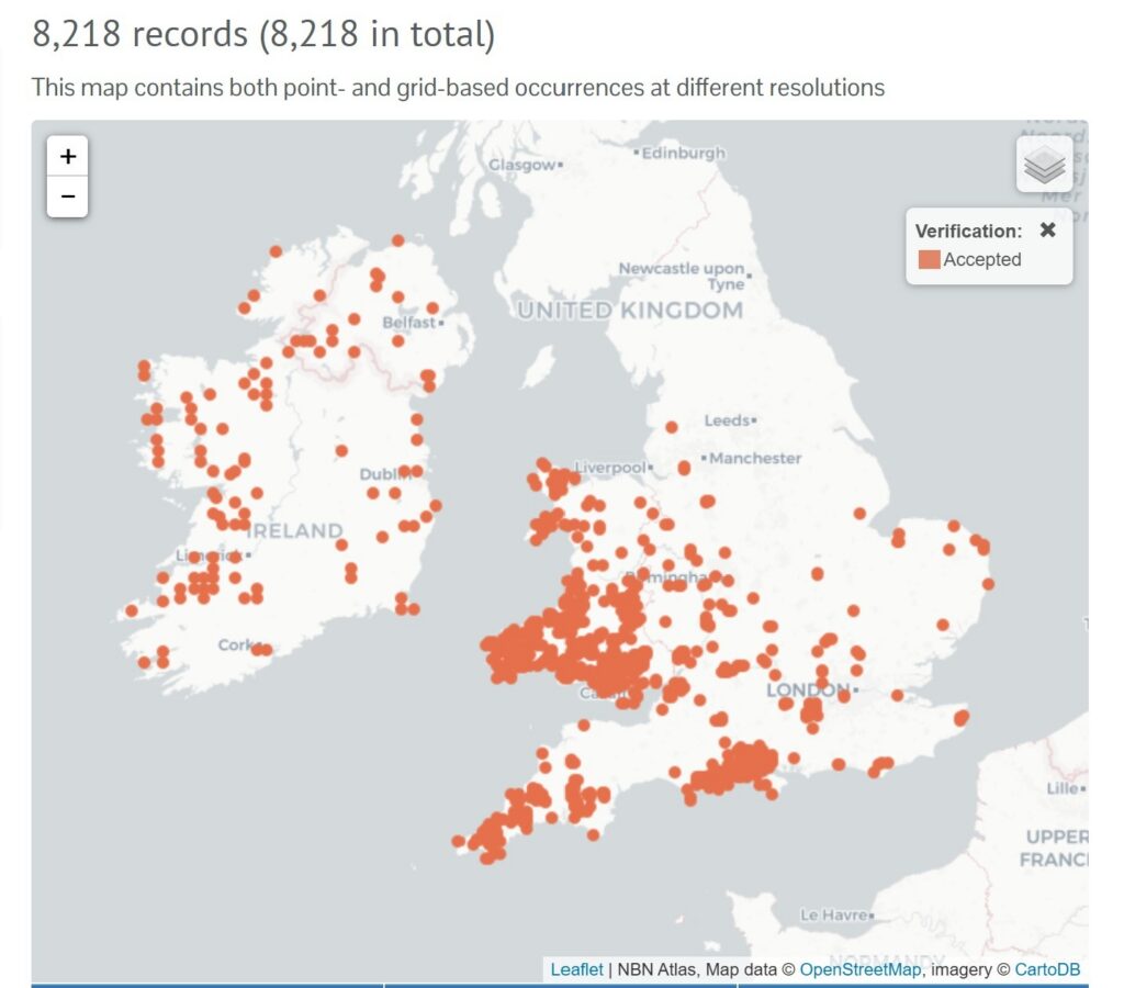 screenshot of the NBN Atlas giving the most recent distribution for Ischnura pumilio