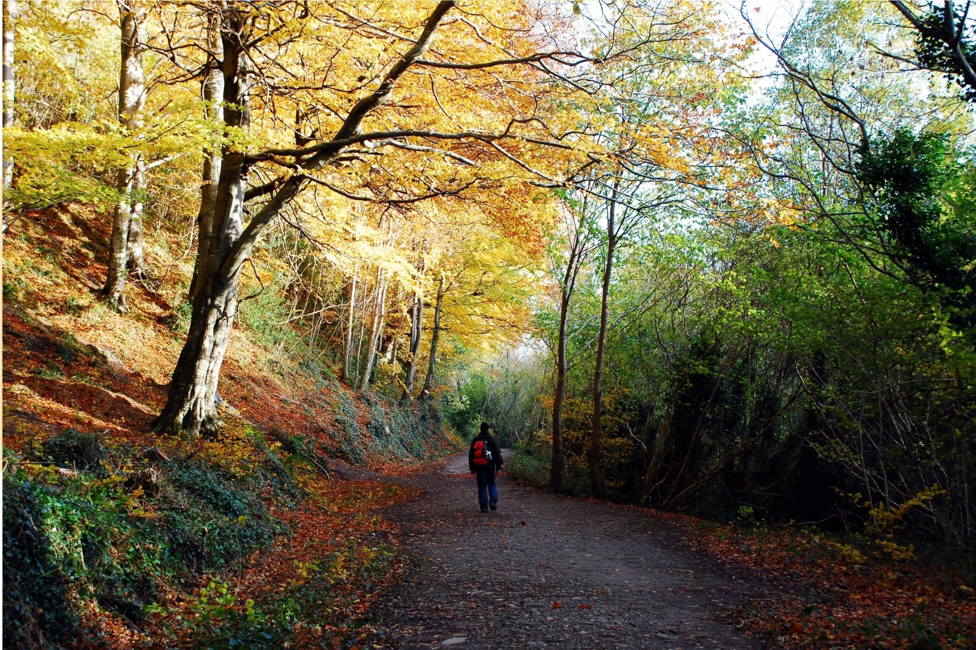 A figure walks on a path through an autumnal woodland