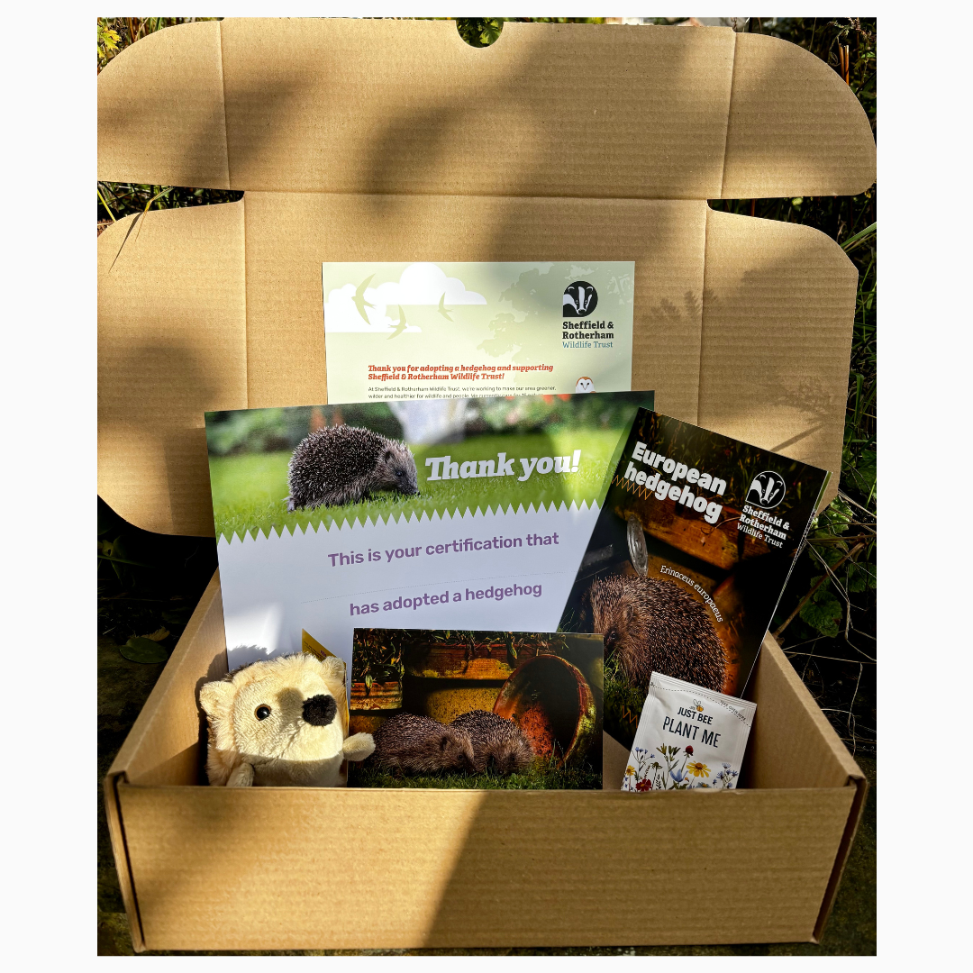 Adopt a Hedgehog